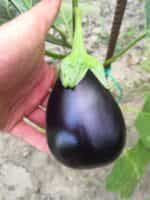 Μελιτζάνα Μαύρη Φλάσκα ''Black Beauty'' - Image 3