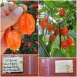 Πιπεριά Πορτοκαλί ''Habanero'' Καυτερή