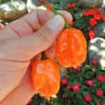 Πιπεριά Πορτοκαλί ''Habanero'' Καυτερή - Image 2