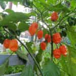 Πιπεριά Πορτοκαλί ''Habanero'' Καυτερή - Image 3