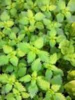 Τσουκνίδα - Image 2