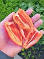 Πιπεριά Πορτοκαλί Νανάκι ''Tangerine Dream'' - Image 2