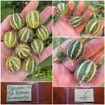 Αγγουράκι Άγριο ''Gooseberry''