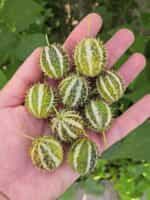 Αγγουράκι Άγριο ''Gooseberry'' - Image 2