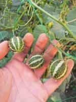 Αγγουράκι Άγριο ''Gooseberry'' - Image 4