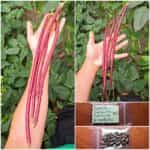 Αμπελοφάσουλο Κόκκινο Σκαλωτό