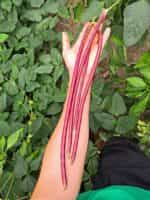 Αμπελοφάσουλο Κόκκινο Σκαλωτό - Image 2