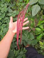 Αμπελοφάσουλο Κόκκινο Σκαλωτό - Image 3