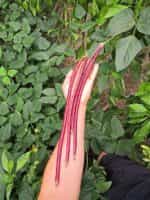 Αμπελοφάσουλο Κόκκινο Σκαλωτό - Image 4