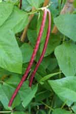 Αμπελοφάσουλο Κόκκινο Σκαλωτό - Image 5