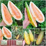 Πεπόνι ''Maldives Melon''