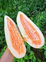 Πεπόνι ''Maldives Melon'' - Image 2