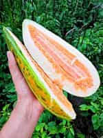 Πεπόνι ''Maldives Melon'' - Image 3