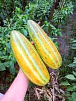 Πεπόνι ''Maldives Melon'' - Image 4