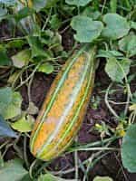 Πεπόνι ''Maldives Melon'' - Image 5