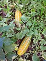 Πεπόνι ''Maldives Melon'' - Image 6