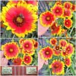 Γκαϊλάρδια Δίχρωμη Παραδοσιακή