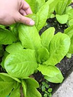 Μαρούλι ''Romaine Baby'' Τρυφερό Παραδοσιακό - Image 2