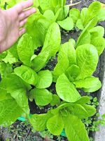 Μαρούλι ''Romaine Baby'' Τρυφερό Παραδοσιακό - Image 3