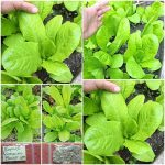 Μαρούλι ''Romaine Baby'' Τρυφερό Παραδοσιακό