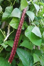 Αμπελοφάσουλο ''Red Noodle'' Κόκκινο Παραδοσιακό Σκαλωτό - Image 4