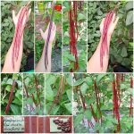 Αμπελοφάσουλο ''Red Noodle'' Κόκκινο Παραδοσιακό Σκαλωτό