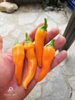 Πιπεριά Πορτοκαλί ''Carrot Chili'' Καυτερή - Image 2