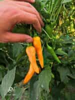 Πιπεριά Πορτοκαλί ''Carrot Chili'' Καυτερή - Image 3