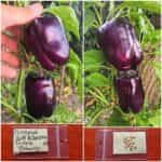 Πιπεριά Μωβ Φλάσκα ''Purple Beauty''
