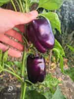 Πιπεριά Μωβ Φλάσκα ''Purple Beauty'' - Image 2
