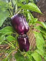 Πιπεριά Μωβ Φλάσκα ''Purple Beauty'' - Image 3
