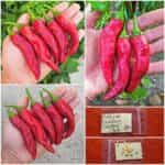 Πιπεριά Κόκκινη ''Carrot Chili'' Καυτερή