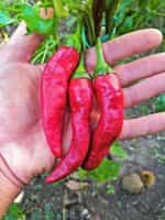 Πιπεριά Κόκκινη ''Carrot Chili'' Καυτερή - Image 4