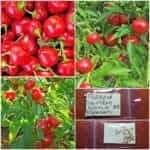 Πιπεριά Κόκκινο Κερασάκι ''Red Cherry''