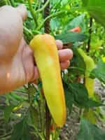 Πιπεριά Μπανάνα ''Sweet Banana'' - Image 6