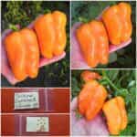 Πιπεριά Πορτοκαλί ''Etiuda''