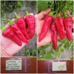 Πιπεριά ''Txorixero'' Κόκκινη