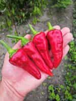 Πιπεριά ''Txorixero'' Κόκκινη - Image 2