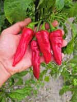 Πιπεριά ''Txorixero'' Κόκκινη - Image 3