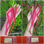 Πιπεριά Τσίλι Γίγας ''Joe's Long Cayenne''