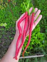 Πιπεριά Τσίλι Γίγας ''Joe's Long Cayenne'' - Image 2