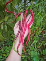 Πιπεριά Τσίλι Γίγας ''Joe's Long Cayenne'' - Image 3