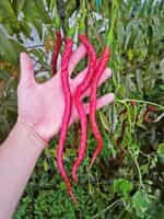 Πιπεριά Τσίλι Γίγας ''Joe's Long Cayenne'' - Image 4