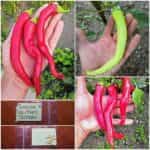 Πιπεριά Καυτερή ''Tsitsak''