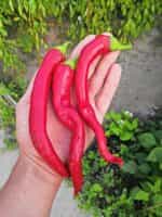 Πιπεριά Καυτερή ''Tsitsak'' - Image 2