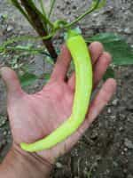 Πιπεριά Καυτερή ''Tsitsak'' - Image 3