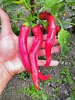 Πιπεριά Καυτερή ''Tsitsak'' - Image 4