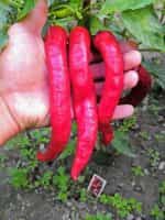 Πιπεριά Καυτερή ''Tsitsak'' - Image 5