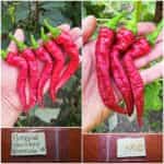 Πιπεριά Καυτερή ''Guernica''