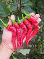 Πιπεριά Καυτερή ''Guernica'' - Image 2